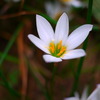 ポップで花