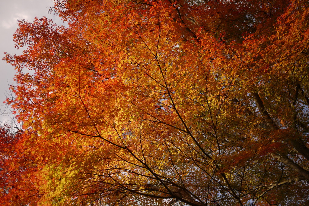 紅葉を見に行ってみた⑤