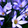 花々
