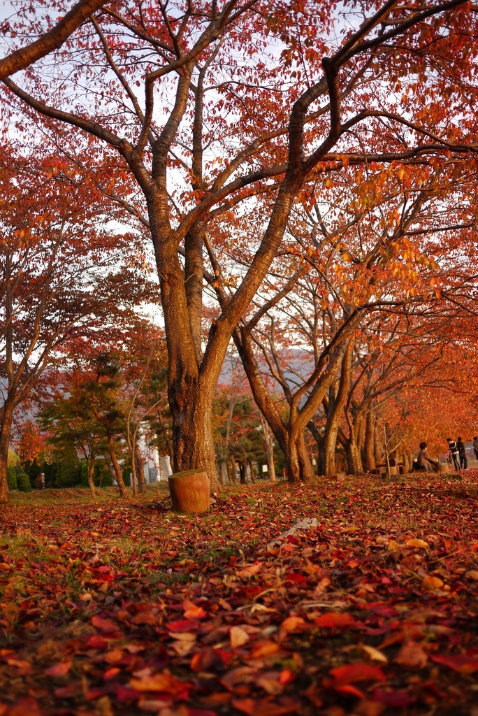 紅葉祭り