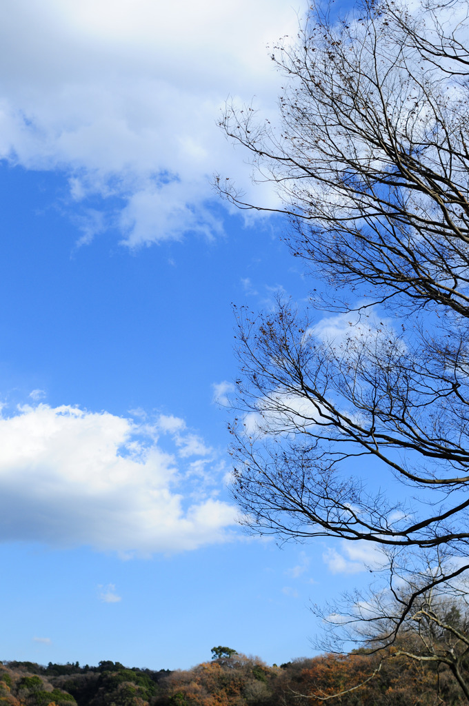 冬の空