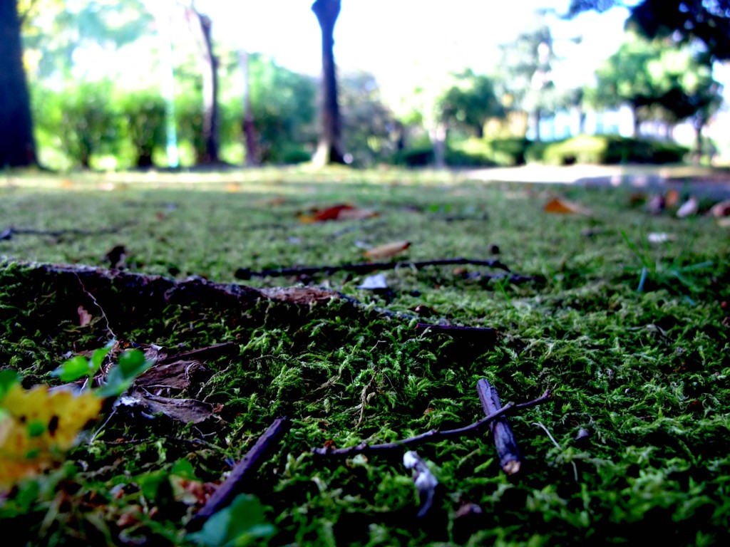 秋の苔