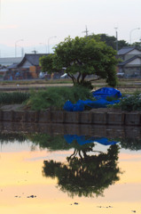 夕焼けと水田