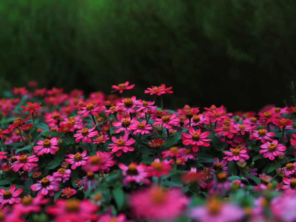 Little garden