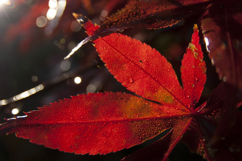 露帯びる紅葉～透過～