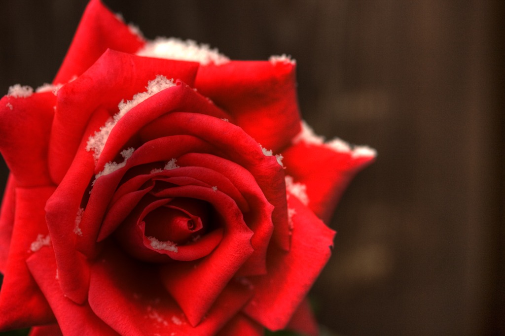 Rose of snow　～紅～