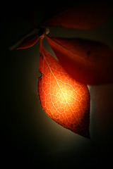木の葉のランプ