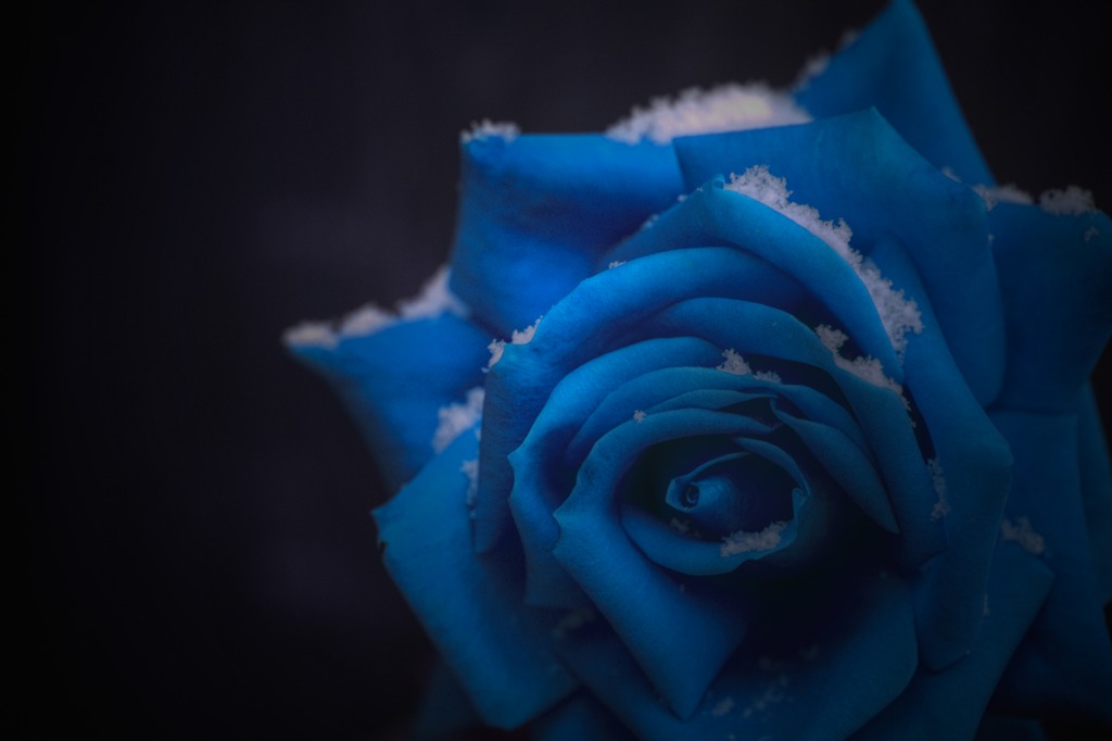 Rose of snow　～虚像～