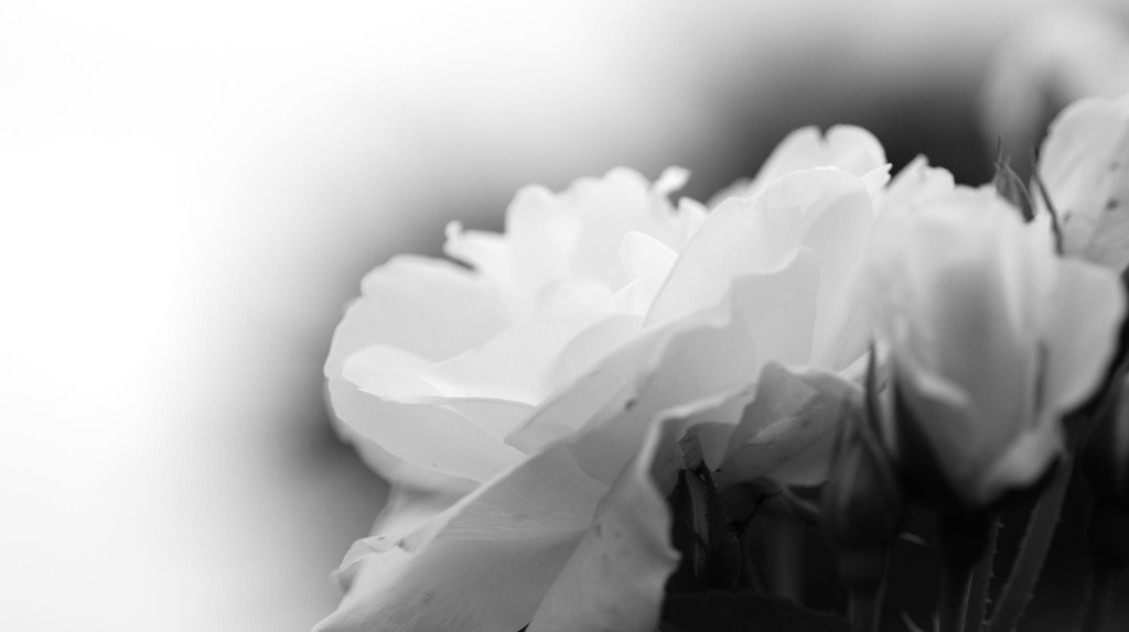 曇る空と白い薔薇
