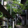 藤の小道