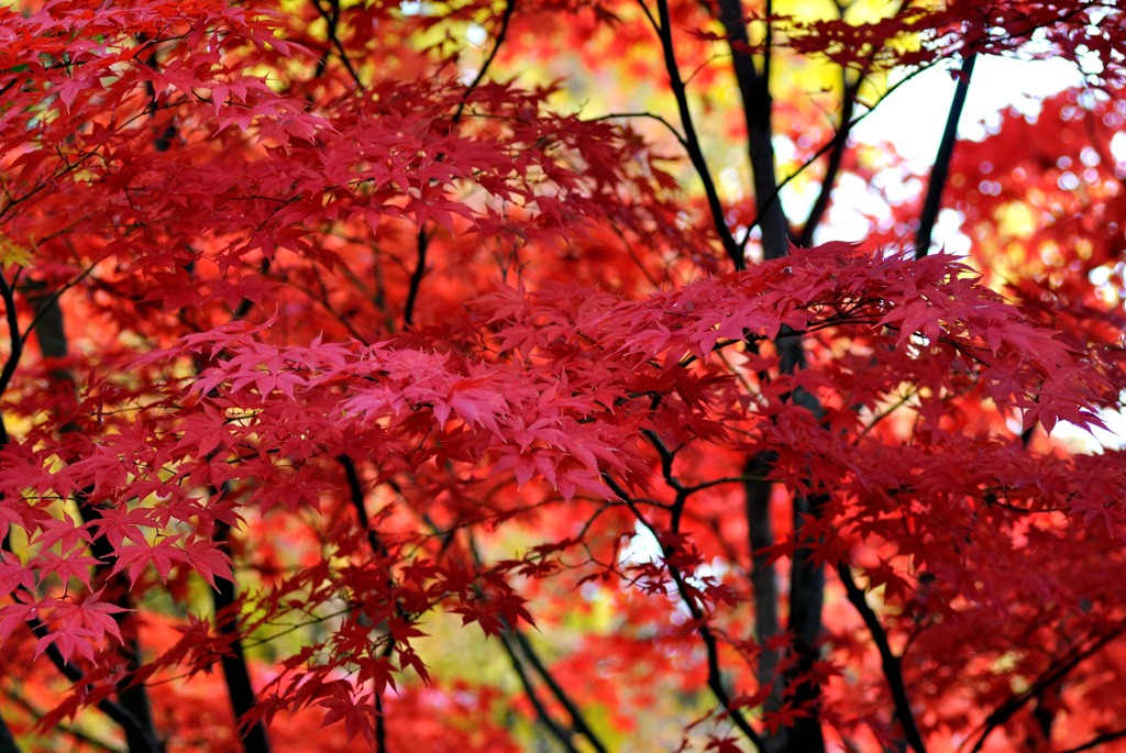 京都紅葉散歩　金戒光明寺