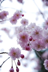 sakura 花