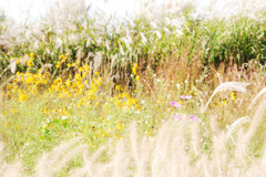 Autumn flowering plant