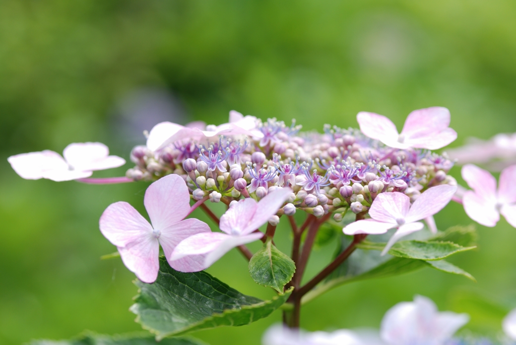 紫陽花