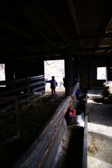 パドック（野外運動場）へ牛を出す母