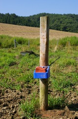 塩分補給に牛になめられてしまう鉱塩