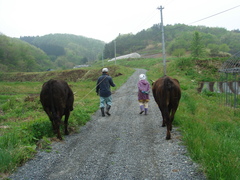 放牧地に牛を連れて行く父と母と私