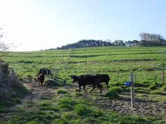 草を食べに向かう牛たち