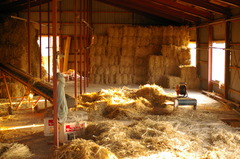 牛舎の２階に運び込まれる稲ワラ