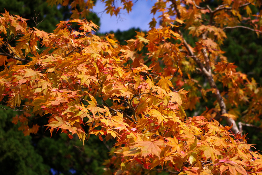 晴れの紅葉