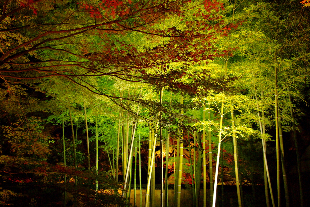 宝厳院の竹