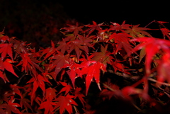 夜の紅葉