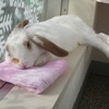うさぎ