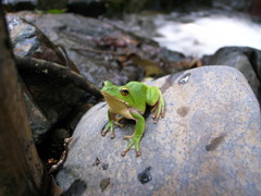 かえる