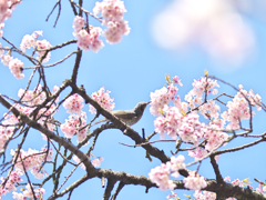 これが、花見。