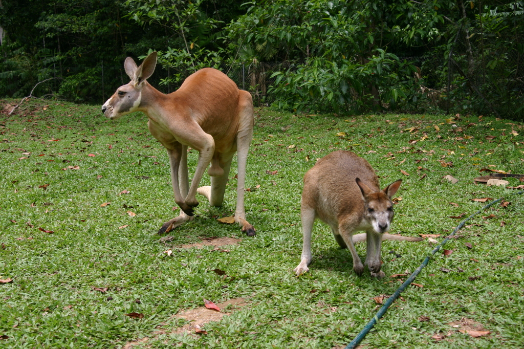 ワラビーとカンガルー