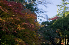 成田山の紅葉