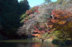 成田山の紅葉