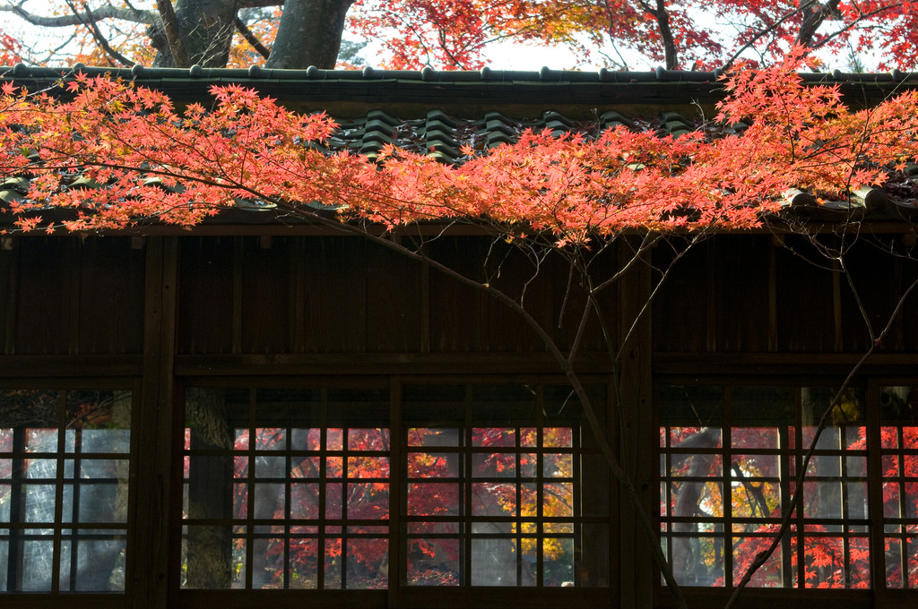 紅の回廊