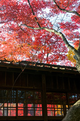 京都風紅葉