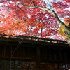 京都風紅葉