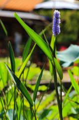 IMG_2278_R