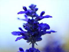 IMG_2269_R