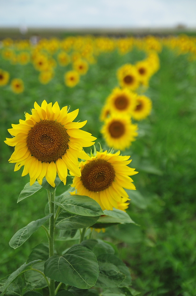 IMGP8938c
