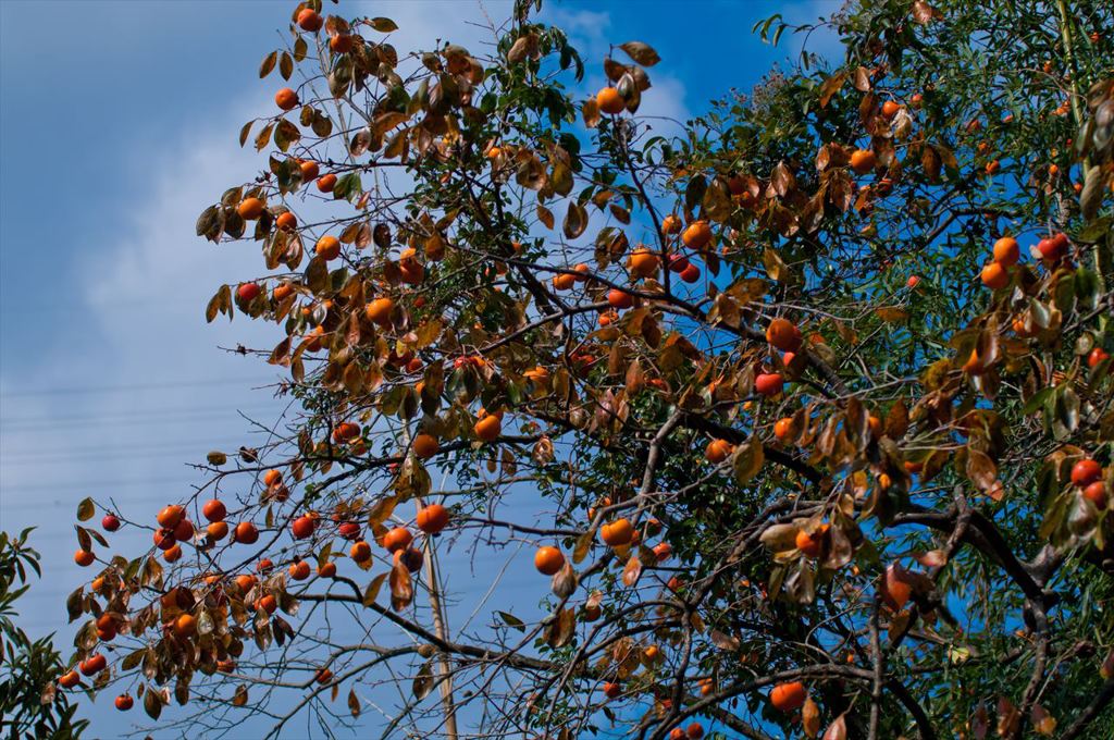 IMGP1690_R
