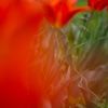 IMG_4037_R