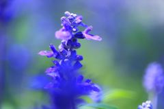 IMG_2270_R
