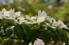 IMG_0978_R