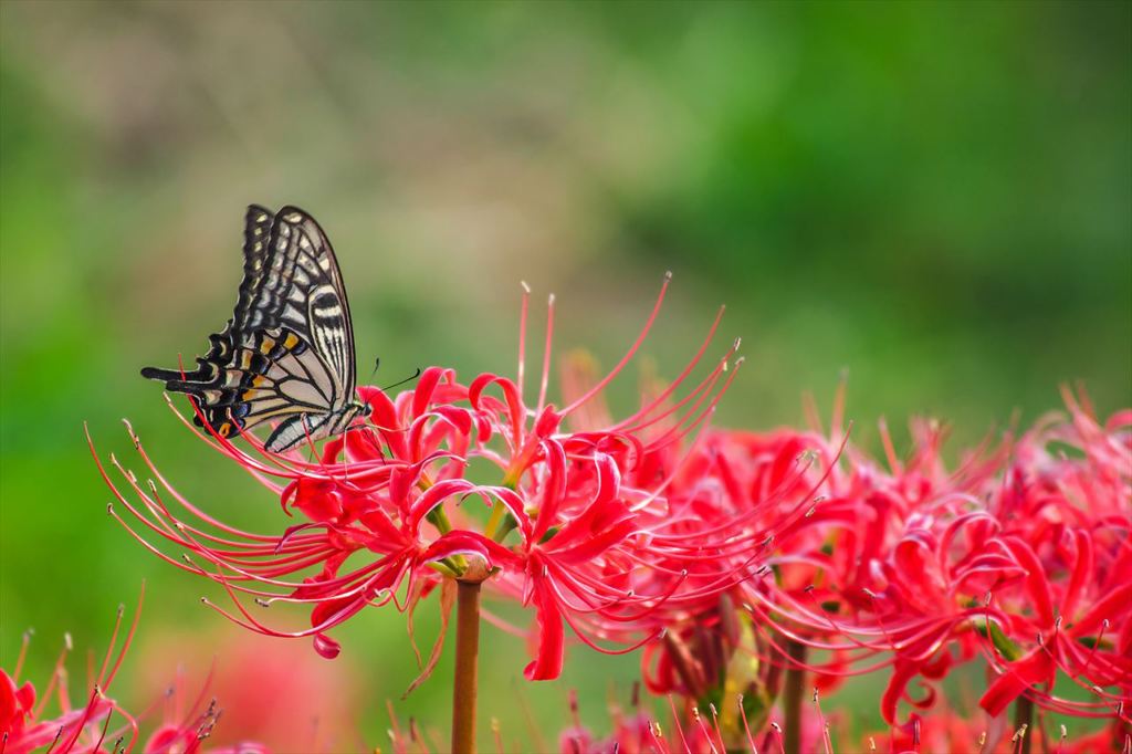 CRW_4854_R