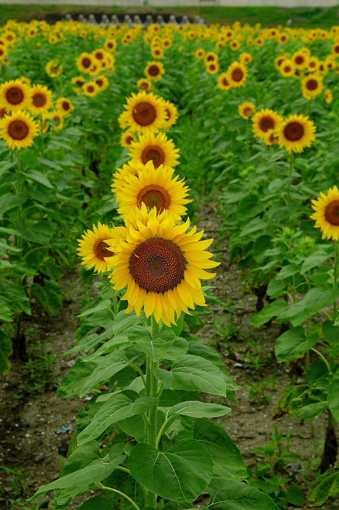 IMGP8930d