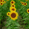 IMGP8930d