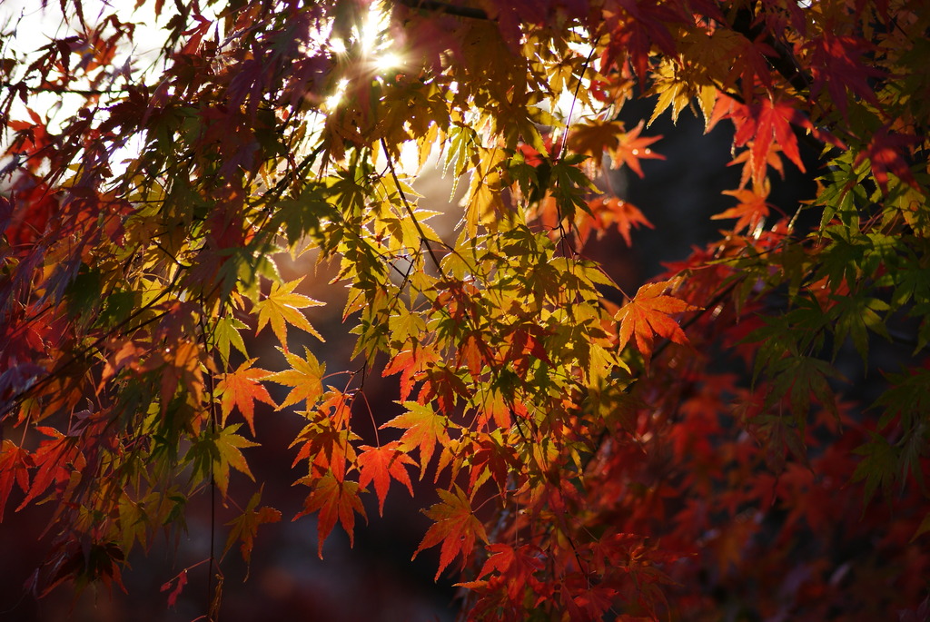 最後の紅葉