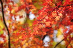 紅葉
