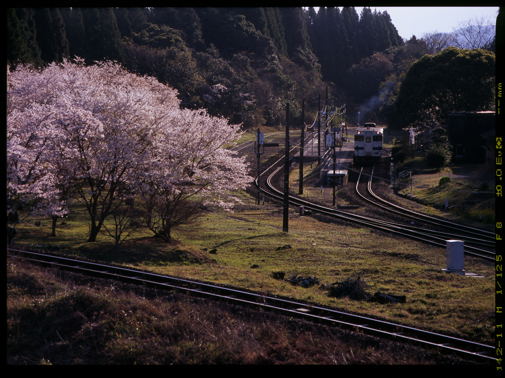 桜Station