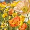 花束