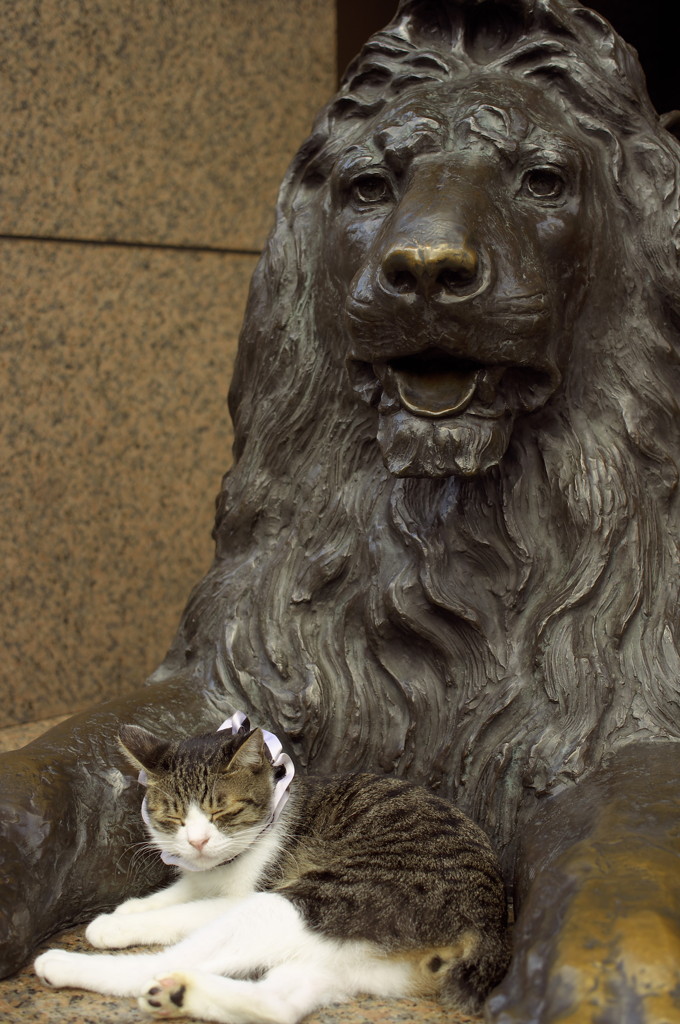 猫とライオン